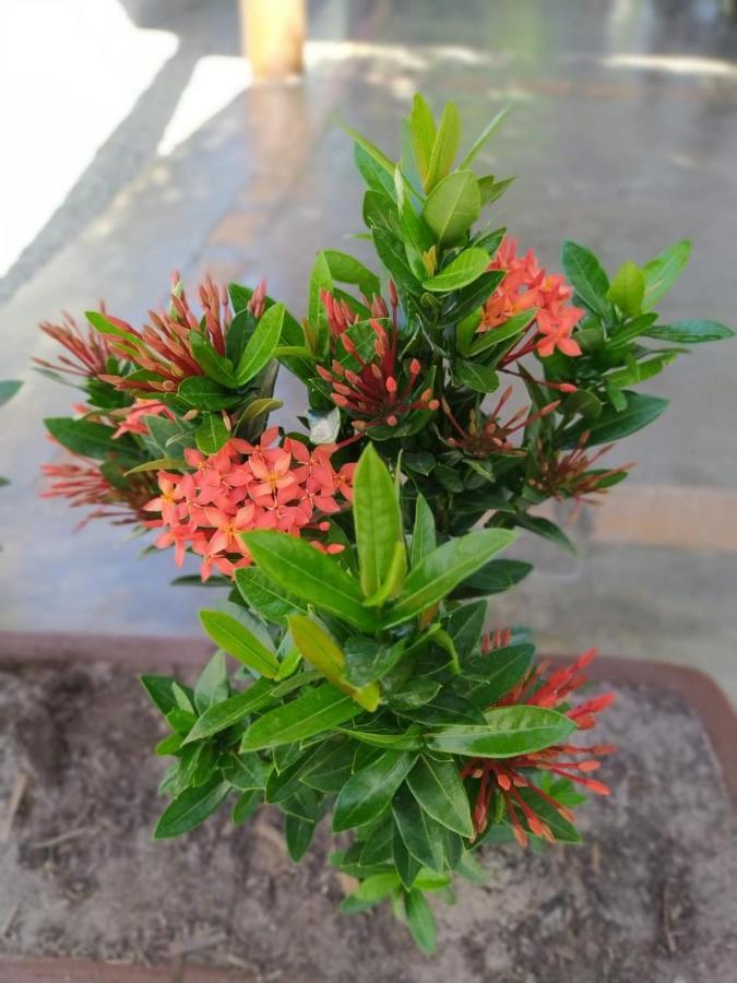 Recanto Do Meu Bem Jijoca de Jericoacoara Exterior foto